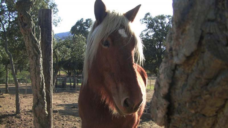 Balade à cheval Saint-Tropez