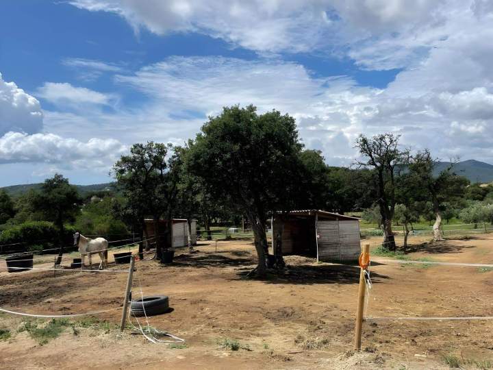 Pension pour chevaux dans un cadre serein