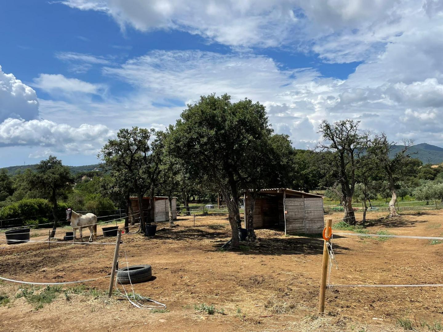 Pension chevaux Saint-Tropez