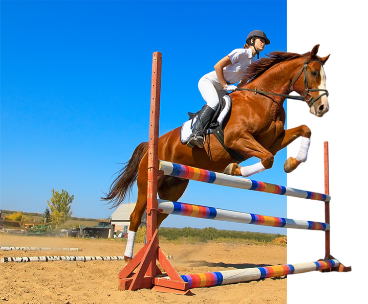 Horse boarding in Sainte-Maxime