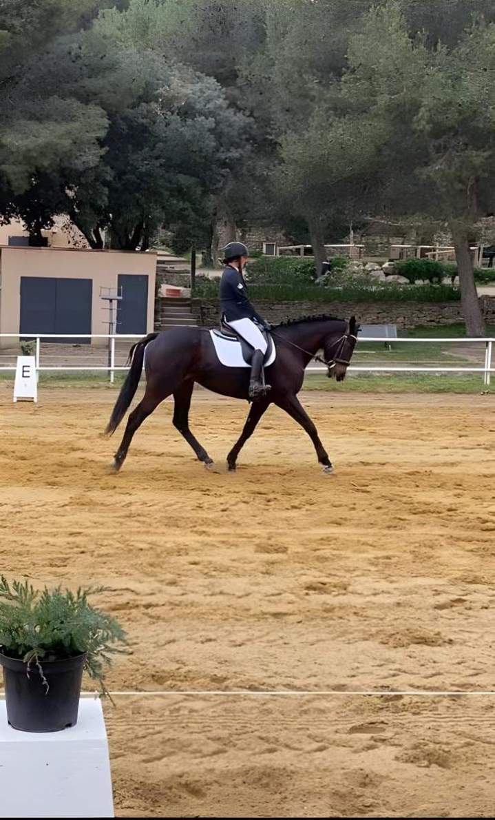 Horse riding lessons for adults in Sainte-Maxime
