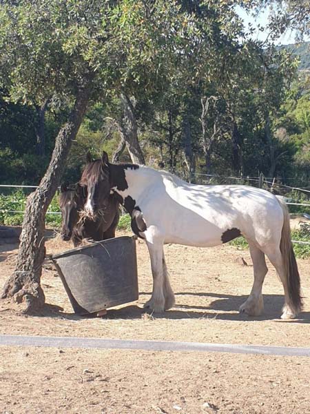 RANCH ELDORADO Chemin Des Ribes 83120 SAINTE MAXIME