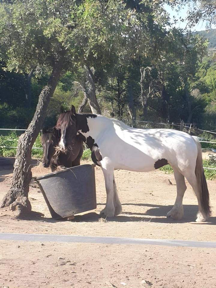 Sainte-Maxime horse boarding facility